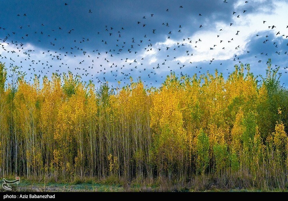 (تصاویر) پرواز کبوترها در روزهای پاییزی