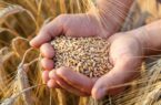فرآوری ۱۰۸۰۰ تن بذر اصلاح شده گندم و جو توسط تعاون روستایی – خبرگزاری مهر  