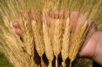 افزایش تولید گندم با معرفی ۵ رقم جدید – خبرگزاری مهر  
