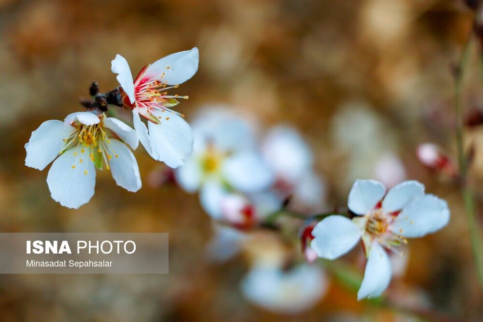 (تصاویر) شکوفه‌های زودرس بهاری در ساوه