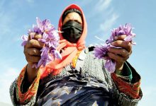 سال گذشته افغانستان خرید قابل توجهی داشت؛ بعد از ایران، بیشترین حجم تولید زعفران مربوط به افغانستان است / ایران بزرگترین تولید‌کننده و صادرکننده زعفران جهان است؛ حتی آن‌هایی که زعفران را می‌خرند و به صورت واسطه عمل می‌کنند نیز سراغ ایران می‌آیند
