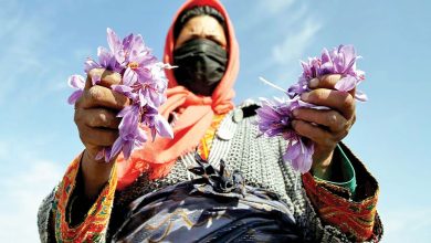 سال گذشته افغانستان خرید قابل توجهی داشت؛ بعد از ایران، بیشترین حجم تولید زعفران مربوط به افغانستان است / ایران بزرگترین تولید‌کننده و صادرکننده زعفران جهان است؛ حتی آن‌هایی که زعفران را می‌خرند و به صورت واسطه عمل می‌کنند نیز سراغ ایران می‌آیند