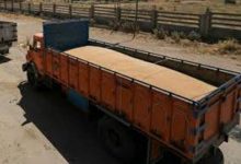 انتقال گندم از مراکز روباز به مراکز استاندارد در خوزستان - هشت صبح