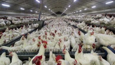 خرید روزانه هزار تن مرغ از مرغداران داخلی - هشت صبح