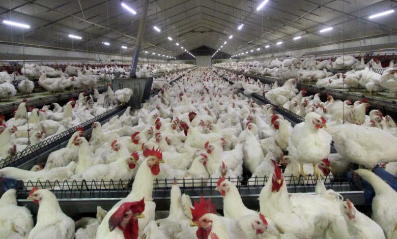 خرید روزانه هزار تن مرغ از مرغداران داخلی - هشت صبح
