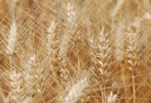 کیفیت «گندم» کشور در سطح جهانی است - هشت صبح