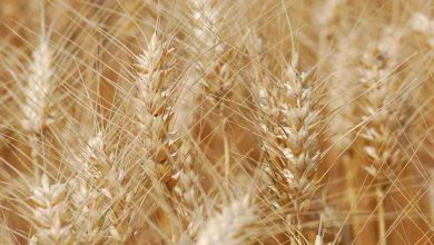 کیفیت «گندم» کشور در سطح جهانی است - هشت صبح