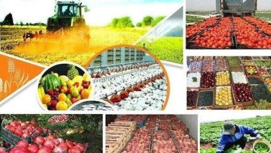 صادرات محصولات کشاورزی از مرز ۶ میلیارد دلار گذشت - هشت صبح
