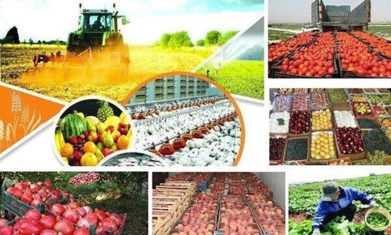 صادرات محصولات کشاورزی از مرز ۶ میلیارد دلار گذشت - هشت صبح