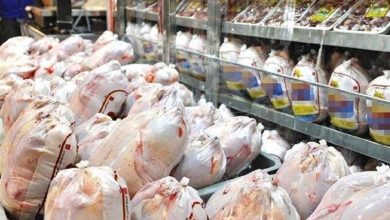‌بازار دائمی صادرات ۱۵ میلیون قطعه‌ای مرغ - هشت صبح