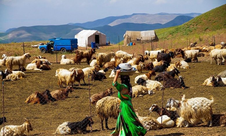 ۶۳.۵ درصد افزایش قیمت هر کیلوگرم شقه گوسفند در یک سال - هشت صبح