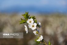 (تصاویر) شکوفه‌های بهاری در باغ‌های میوه استان گلستان