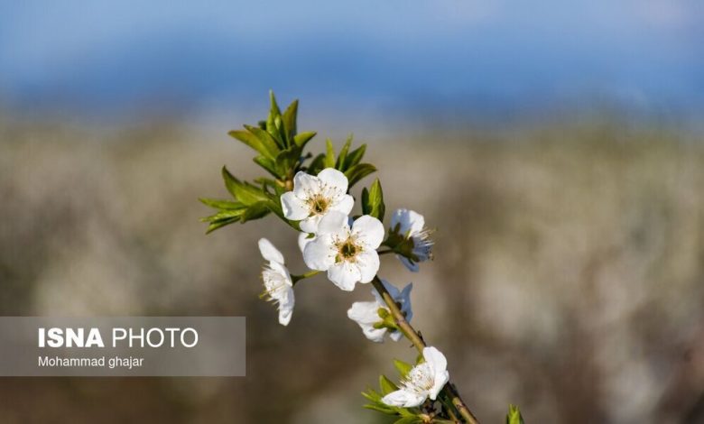 (تصاویر) شکوفه‌های بهاری در باغ‌های میوه استان گلستان