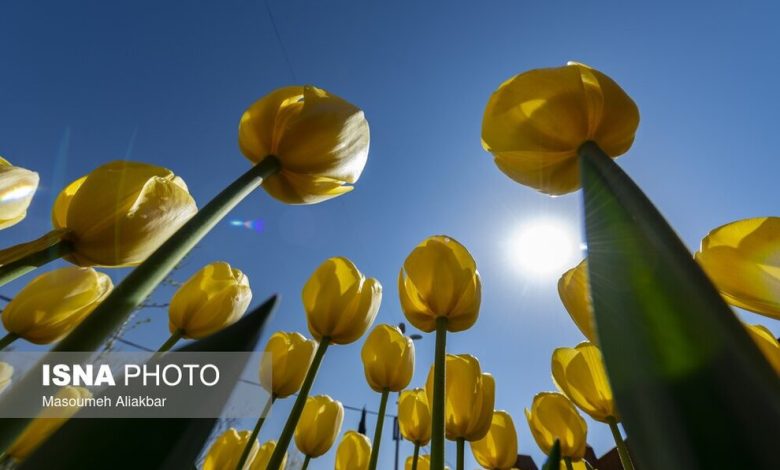 (تصاویر) دهمین جشنواره لاله‌های کرج