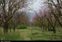 (تصاویر) شکوفه‌های بهاری مازندران