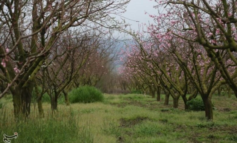 (تصاویر) شکوفه‌های بهاری مازندران