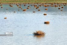 (تصاویر) آبگیری تالاب آق گل همدان