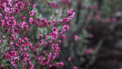 (تصاویر) شکوفه‌های بهاری در باغات شهریار