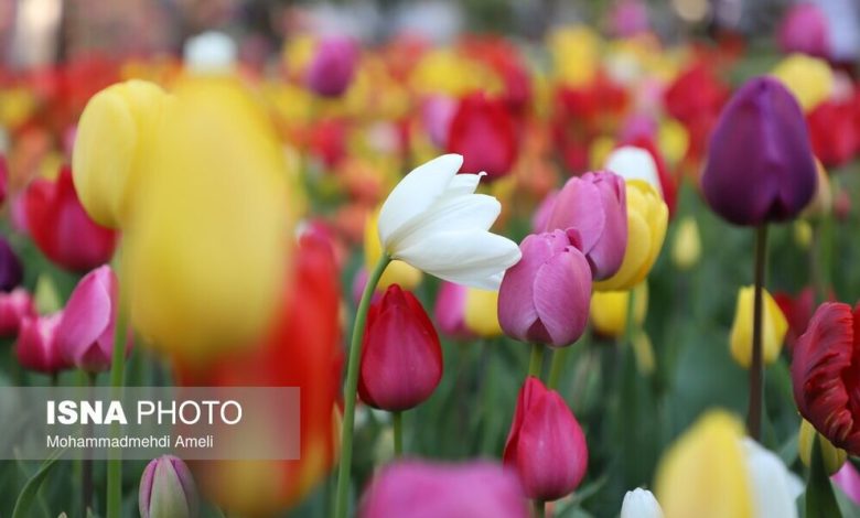 (تصاویر) جشنواره گل‌های لاله آسارا