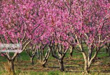 (تصاویر) شکوفه‌های بهاری در منطقه قره‌داغ
