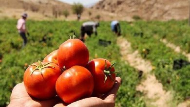 قیمت گوجه فرنگی در بازار ۳۰ درصد کاهش یافت