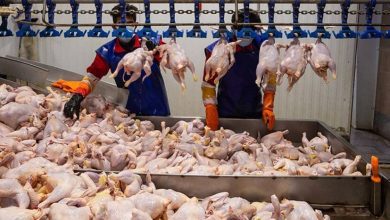 تسنیم: کاهش قیمت مرغ به ۷۶ هزار تومان