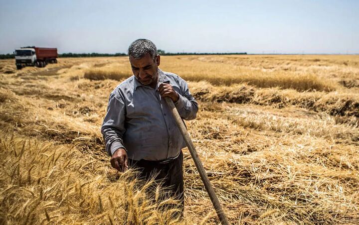 طلب ۴۲ هزار میلیارد تومانی گندمکاران؛ رئیس سازمان برنامه و بودجه: تلاش می‌کنیم از ابتدای هفتۀ آینده به‌تدریج پرداخت کنیم