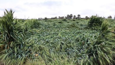 خسارت‌های پنهان به کشاورزی دزفول/ گله کشاورزان از کمبود کمباین