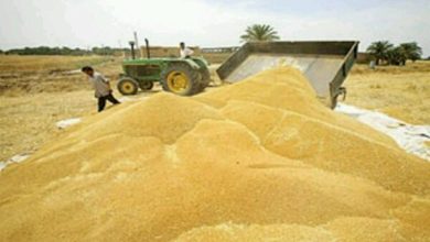 بیش از ۱.۱ میلیون تن گندم از کشاورزان خوزستانی خریداری شد - هشت صبح