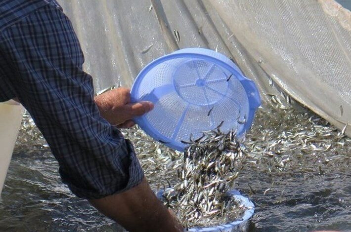 رهاسازی ۸۰ هزار قطعه انواع بچه ماهی بومی در تالاب شادگان - هشت صبح