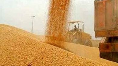 خریداری بیش از ۱.۲ میلیون تن گندم از کشاورزان خوزستانی - هشت صبح