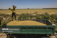 ۵۱۰ هزار تن گندم به مراکز مسقف خوزستان انتقال داده شد - هشت صبح