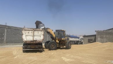 بیش از ۱.۴ میلیون تن گندم در خوزستان خریداری شد - هشت صبح