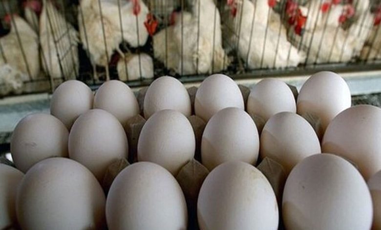 هدف‌گذاری امسال برای تولید۱.۴میلیون تن تخم‌مرغ - هشت صبح