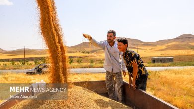 مطالبات گندمکاران خوزستانی به زودی پرداخت می شود - هشت صبح