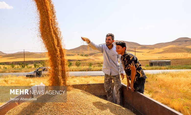 مطالبات گندمکاران خوزستانی به زودی پرداخت می شود - هشت صبح