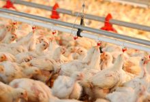 مافیای واردات مرغ در کمین نشسته‌ است - هشت صبح