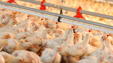 مافیای واردات مرغ در کمین نشسته‌ است - هشت صبح