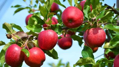 سالانه ۴ میلیون تن سیب تولید می شود/ توسعه صادرات به عراق - هشت صبح
