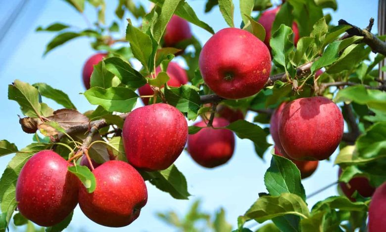 سالانه ۴ میلیون تن سیب تولید می شود/ توسعه صادرات به عراق - هشت صبح