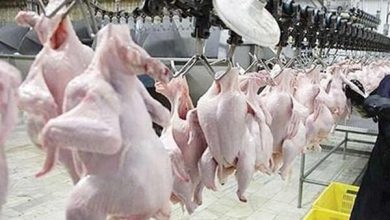 امسال ۲۰۰ هزار تُن گوشت مرغ صادر می کنیم - هشت صبح