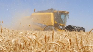 ایران امسال هم در تولید گندم خودکفا است - هشت صبح
