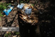 (تصاویر) وضعیت اسفبار جنگل‌های گلستان پس از تعطیلات نوروزی
