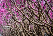 (تصاویر) شکوفه‌های بهاری