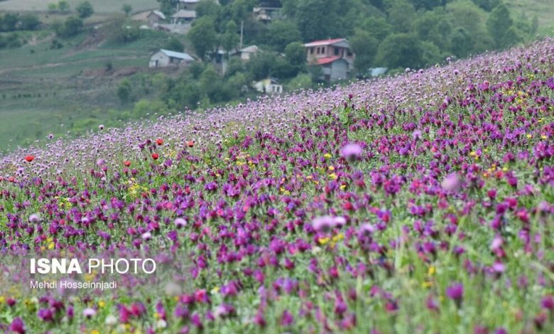 (تصاویر) برداشت گل گاوزبان در آستارا