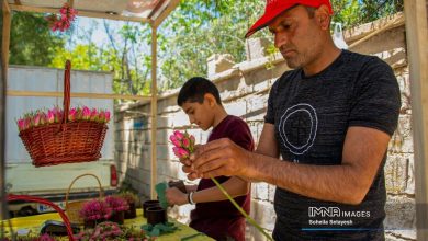 (تصاویر) برداشت گل محمدی در میمند فارس