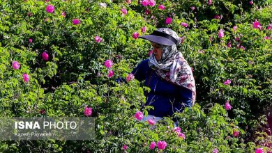 (تصاویر) برداشت گل محمدی در کاشان