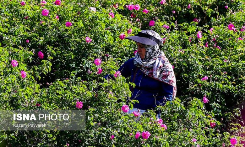 (تصاویر) برداشت گل محمدی در کاشان