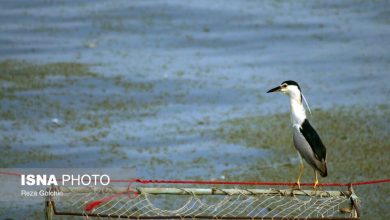 (تصاویر) پرندگان مهاجر دریای خزر