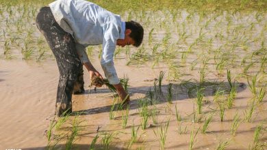 مسوولان اجازه دهند کشت برنج در خوزستان انجام شود - هشت صبح